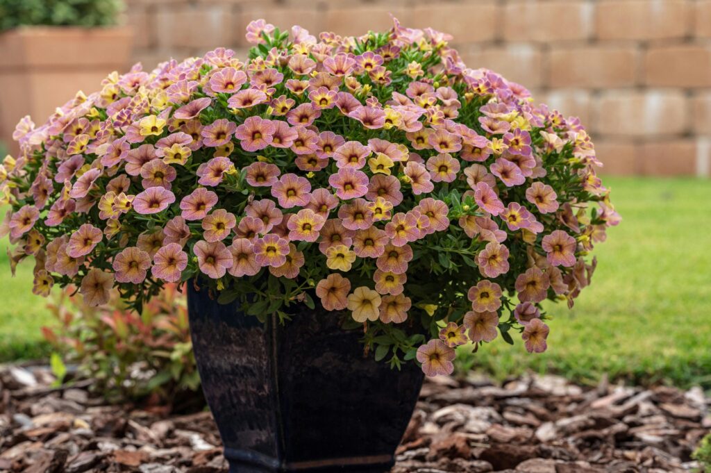 flower pot in granite